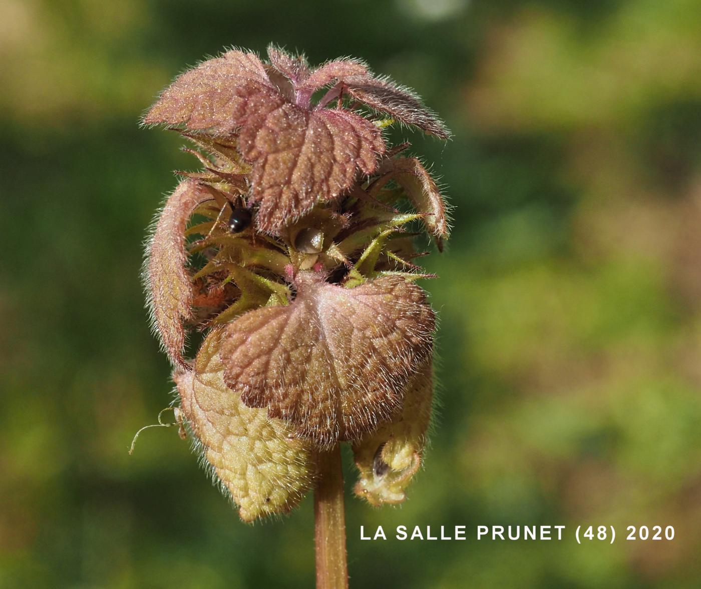 Dead-nettle, Red leaf